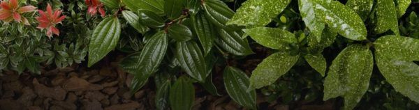 Poda de árvores e manutenção de jardins - RJ