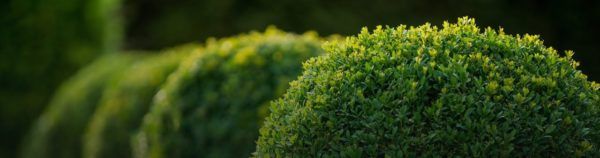 jardinagem e paisagismo RJ