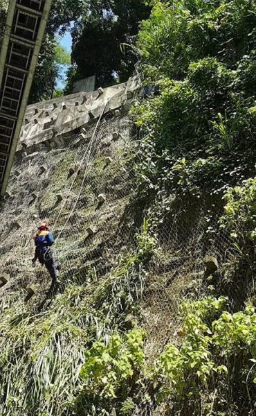 Poda de árvores no Rio de Janeiro - DV arte verde