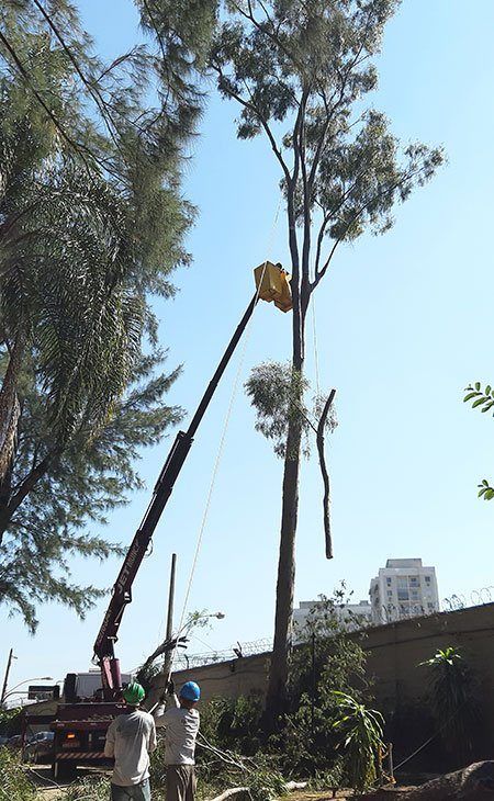 Manutenção de Jardim e Paisagismo RJ