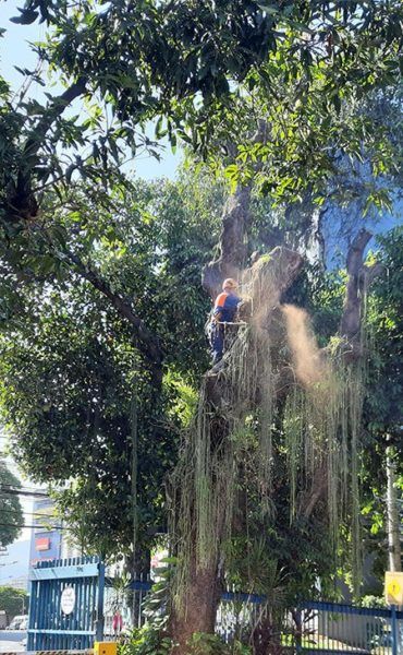 Poda de árvores no Rio de Janeiro - DV arte verde