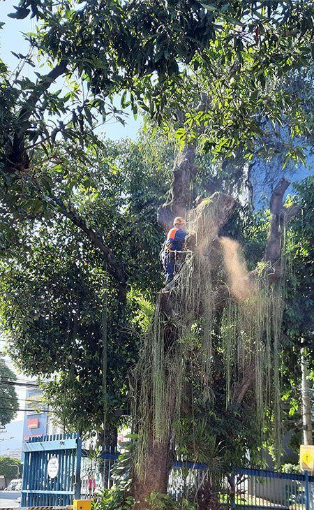 Manutenção de Jardim e Paisagismo RJ