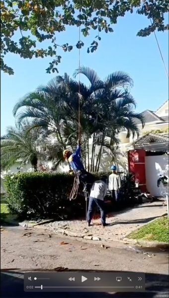 Poda de árvores no Rio de Janeiro - DV arte verde