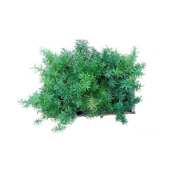 Clorofito - Caixa c/ 15 Mudas - DV Arte Verde
