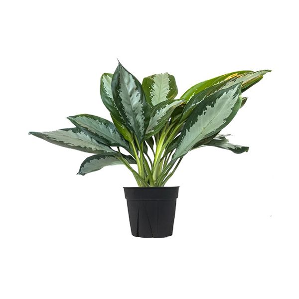 Clorofito - Caixa c/ 15 Mudas - DV Arte Verde