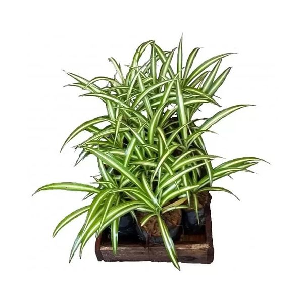 Clorofito - Caixa c/ 15 Mudas