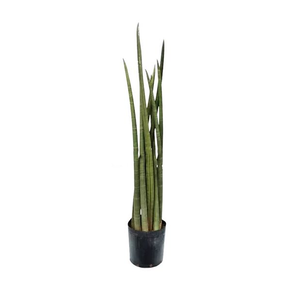 Orquídea Bambú - 80 cm - DV Arte Verde