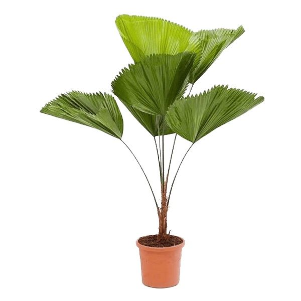 Palmeira Licuala - 120 cm