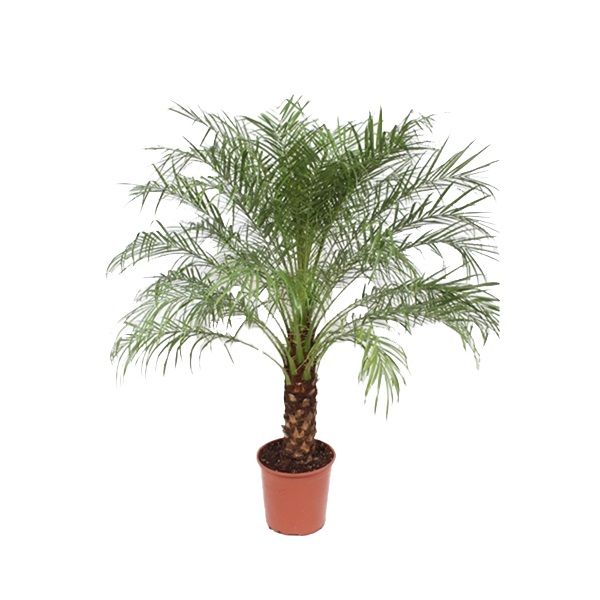 Palmeira Fenix - 100 cm