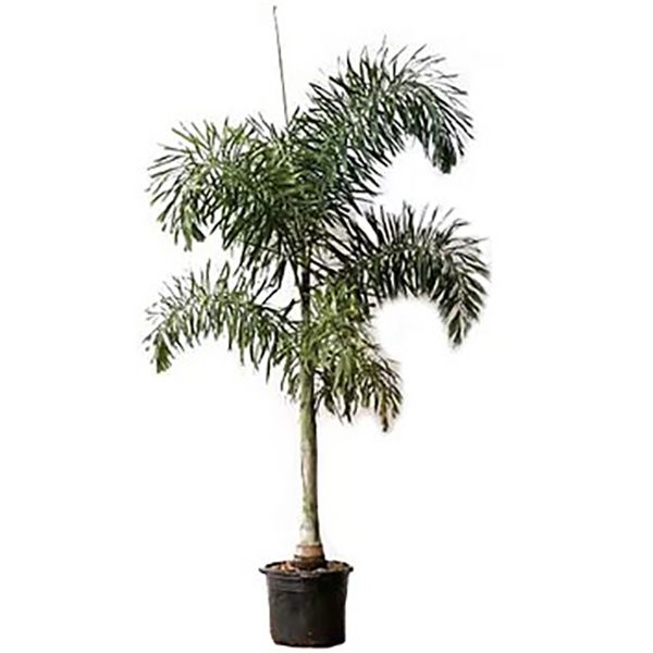 Palmeira Rabo de Raposa - 180 cm