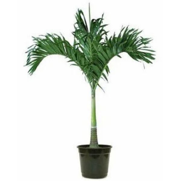 Palmeira Veitchia - 180 cm